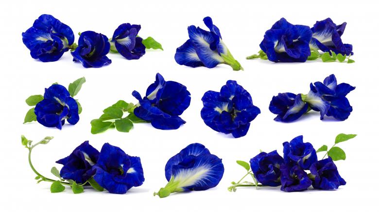 Free stock image of Butterfly Peas created by Prasert Taosiri
