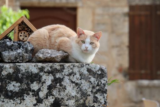 Free Stock Photo of Cat on a big stone