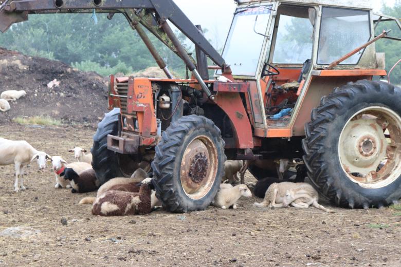 Free stock image of Sheep under a truck created by GAIMARD Jacques
