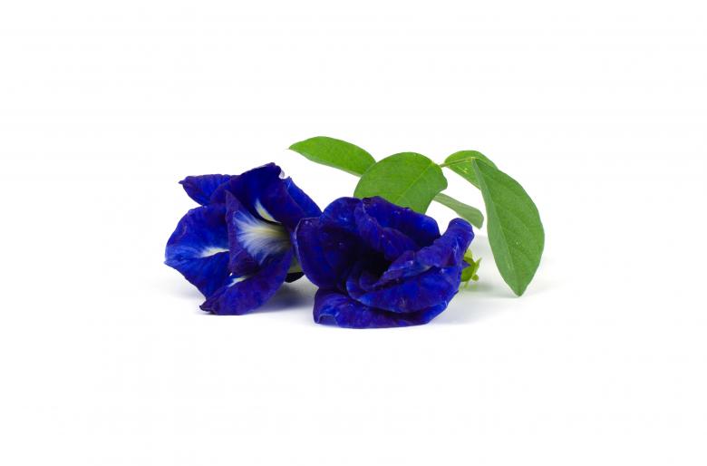Free stock image of Blue Butterfly Pea Herb created by Prasert Taosiri