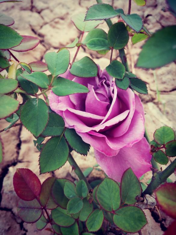Free stock image of Pink Rose created by Aamir Hayat
