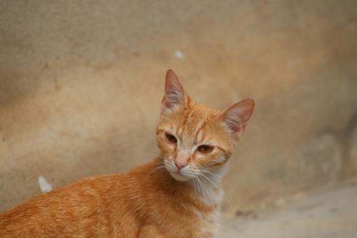 Free Stock Photo of What did you say?? Yes, I'm a ginger cat!