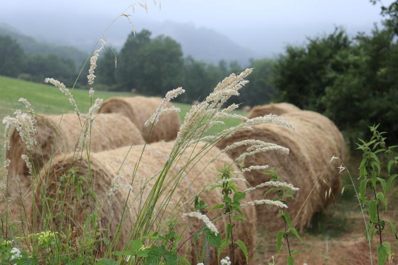 Free stock image of Hay fever! created by GAIMARD Jacques