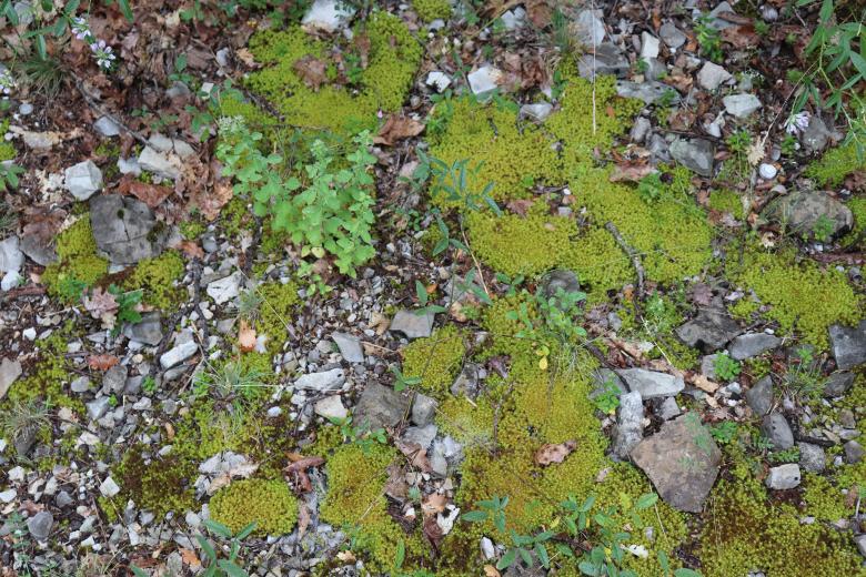 Free stock image of Moss on the rocks! created by GAIMARD Jacques