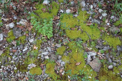 Free Stock Photo of Moss on the rocks!