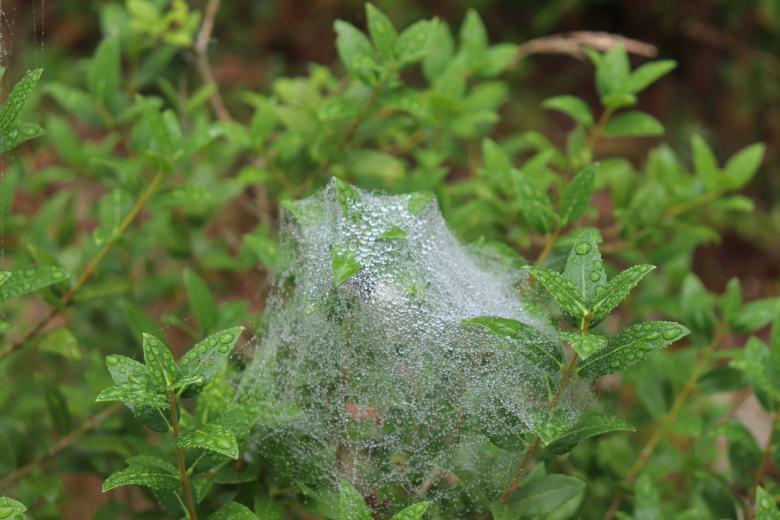 Free stock image of Unusual Spiderweb created by GAIMARD Jacques
