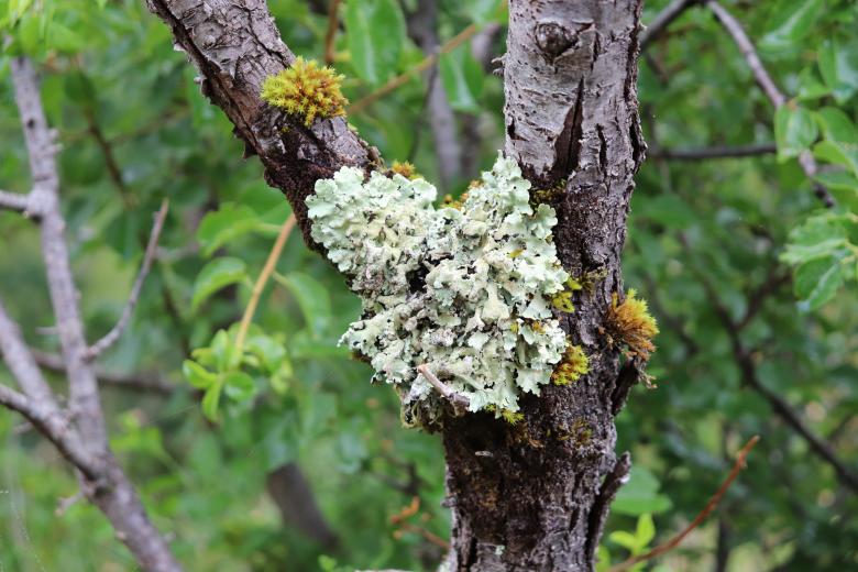 Free stock image of Lichens in the countryside created by GAIMARD Jacques