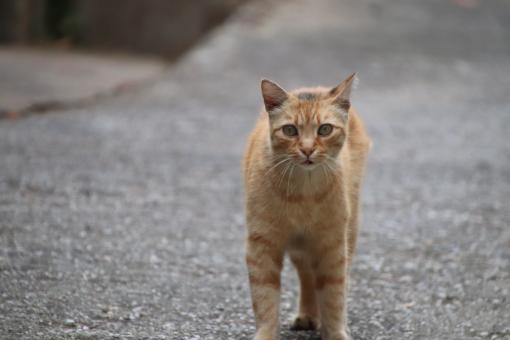 Free Stock Photo of I'm coming! I'm coming! Wait for me...