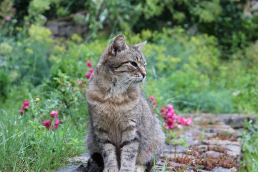 O.K. I'll pose for you... - Free Stock Photo