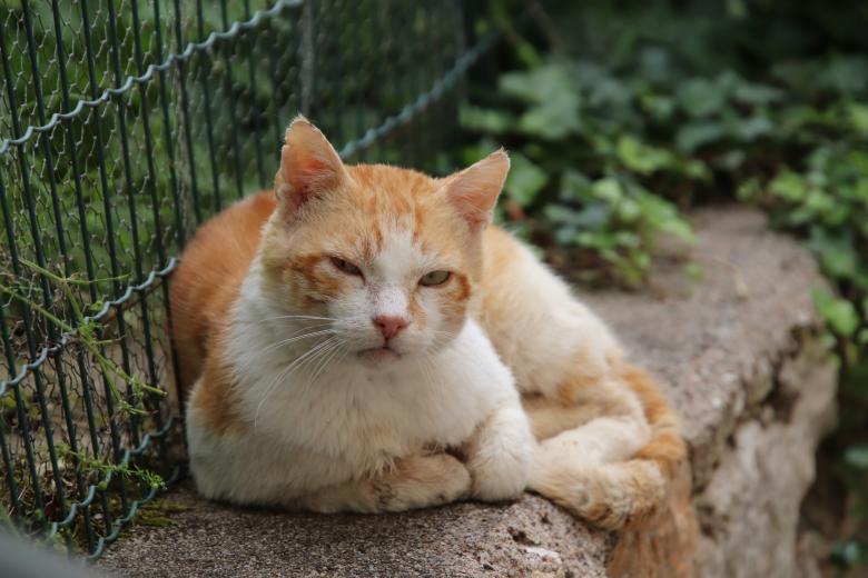 Free stock image of Ginger Sweet created by GAIMARD Jacques