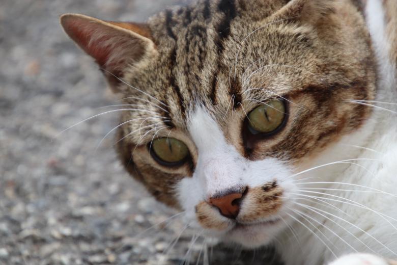 Free stock image of Close-up Cat Face created by GAIMARD Jacques