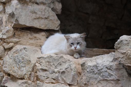 I'm the saddest cat in the world - Free Stock Photo