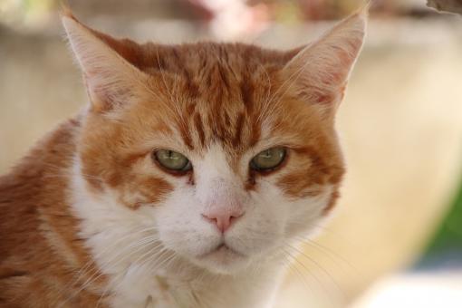 Free Stock Photo of Cat portrait