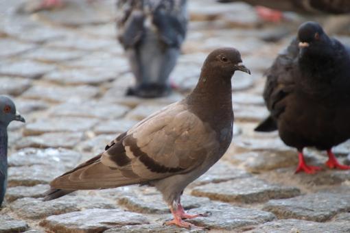 Free Stock Photo of Brown pigeon on a street pavement