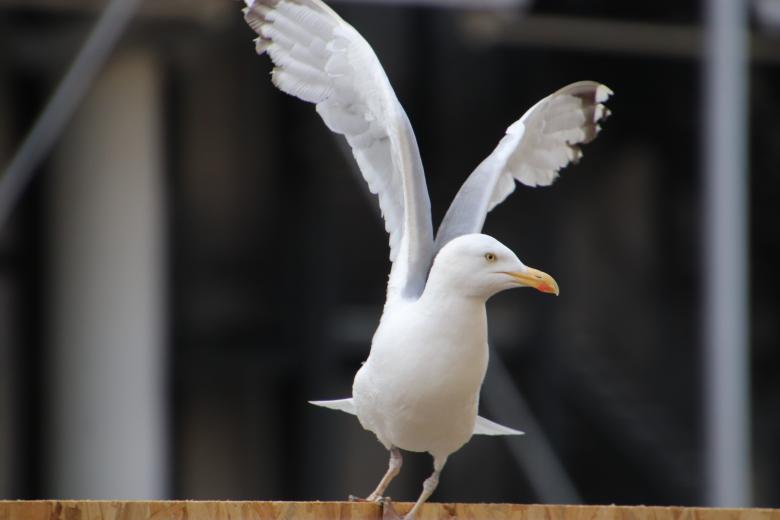 Free stock image of Seagull with its wings open created by GAIMARD Jacques
