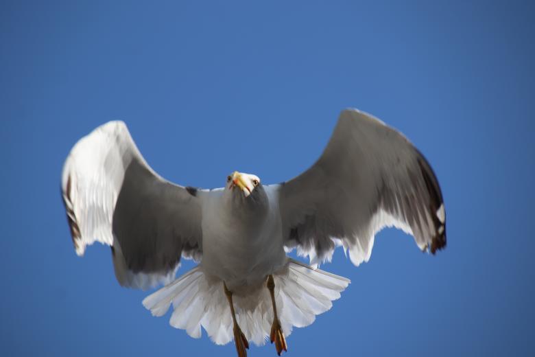 Free stock image of Seagull with its wings half-open created by GAIMARD Jacques
