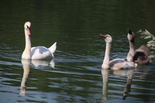 Free Stock Photo of Swan in a lake with its big babies