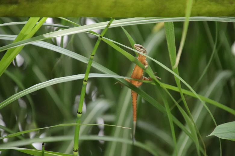 Free stock image of Lizard hanging on leaves created by GAIMARD Jacques