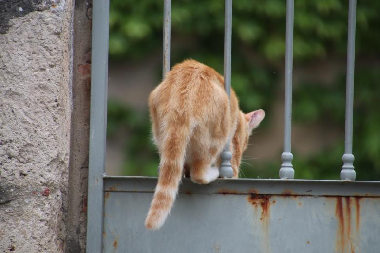 Free stock image of Ginger cat jumping through a rusted metallic door created by GAIMARD Jacques