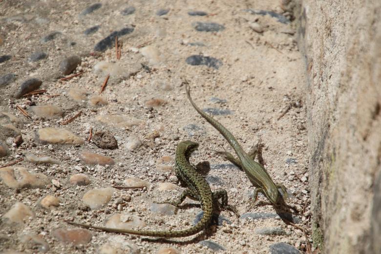 Free stock image of Lizards Fighting created by GAIMARD Jacques
