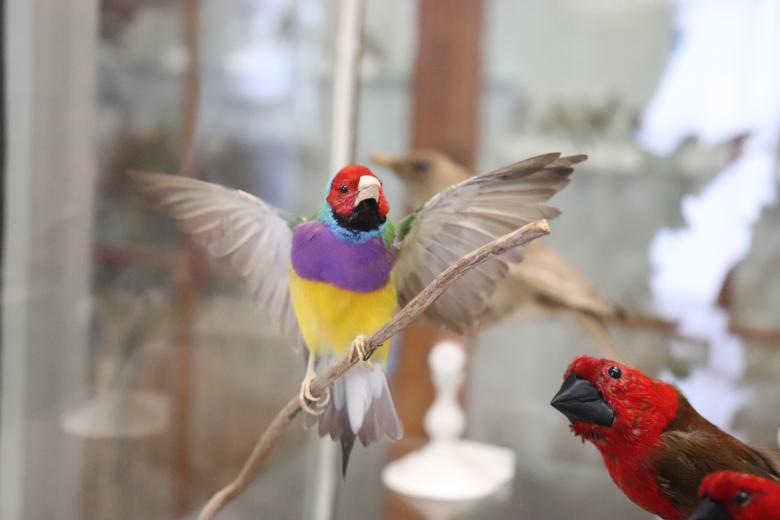 Free stock image of Naturalized Birds created by GAIMARD Jacques