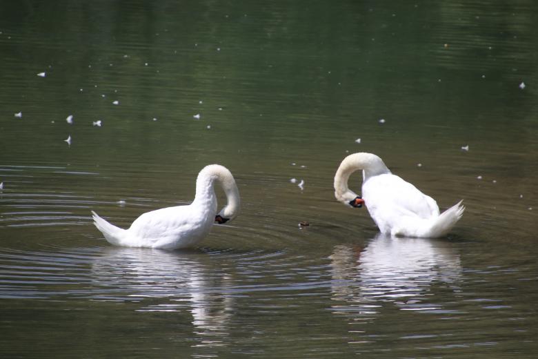 Free stock image of Swans cleaning their feathers up created by GAIMARD Jacques
