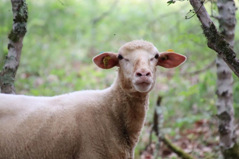 Free stock image of Proud as a sheep! created by GAIMARD Jacques