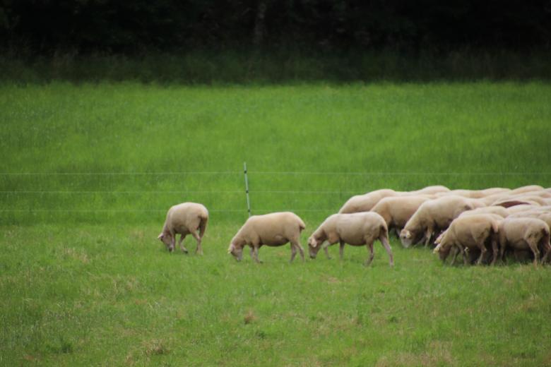Free stock image of Sheep following a leader created by GAIMARD Jacques