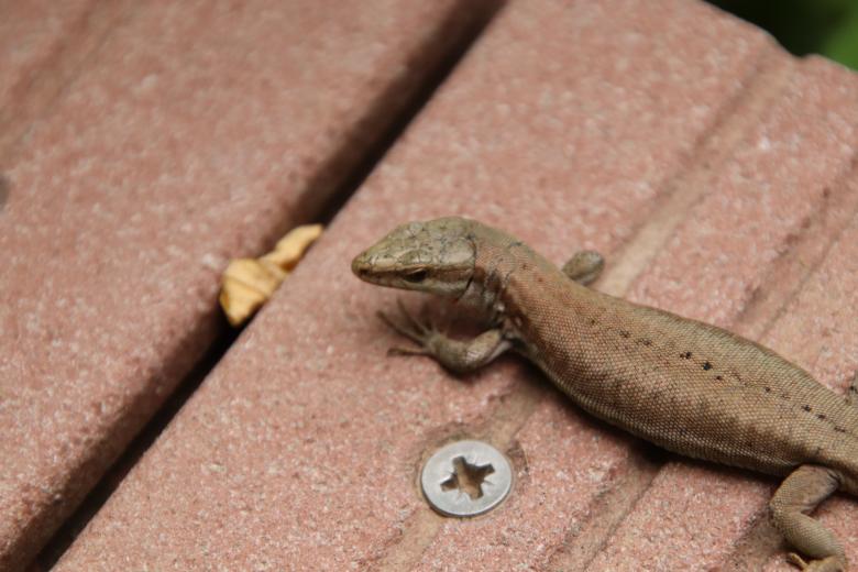 Free stock image of Blizzard the lizard! created by GAIMARD Jacques