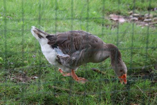 Free Stock Photo of Goose enjoying its meal