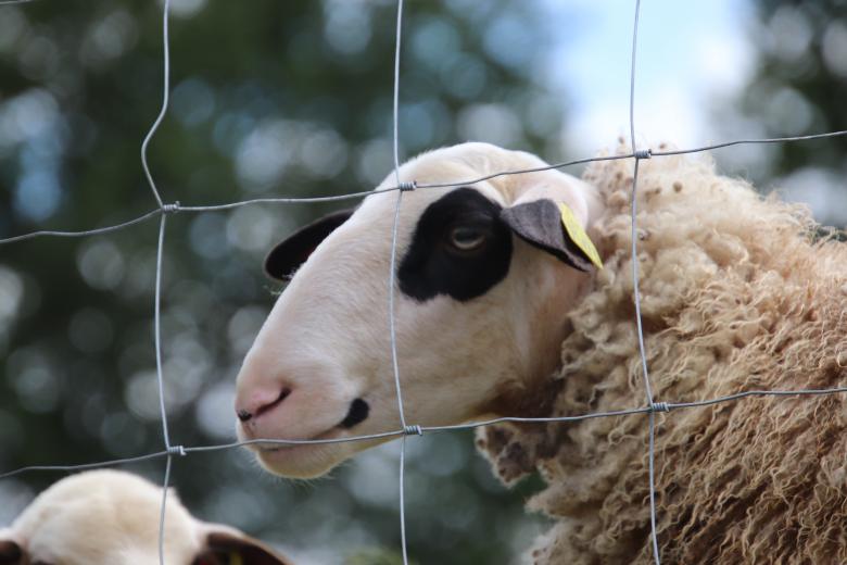 Free stock image of Sheep with natural sunglasses created by GAIMARD Jacques