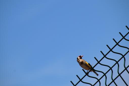 Perched goldfinch - Free Stock Photo