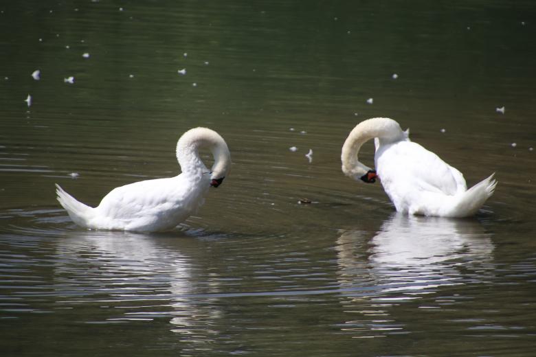 Free stock image of Swans saluting each other?? created by GAIMARD Jacques