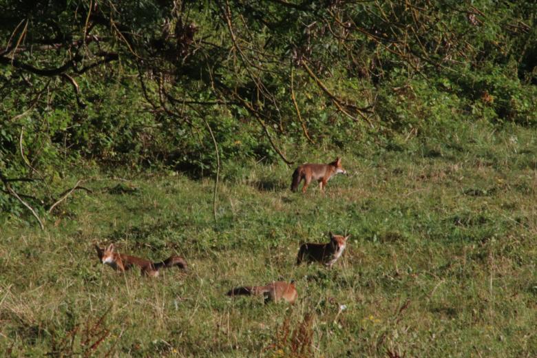 Free stock image of Fox's nest in the prairie created by GAIMARD Jacques