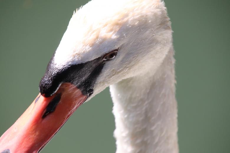Free stock image of Swan's head  close-up created by GAIMARD Jacques