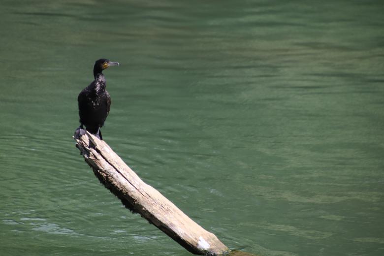 Free stock image of Perched and lonely cormoran created by GAIMARD Jacques