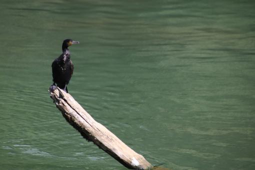 Free Stock Photo of Perched and lonely cormoran