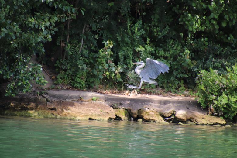 Free stock image of Heron landing created by GAIMARD Jacques