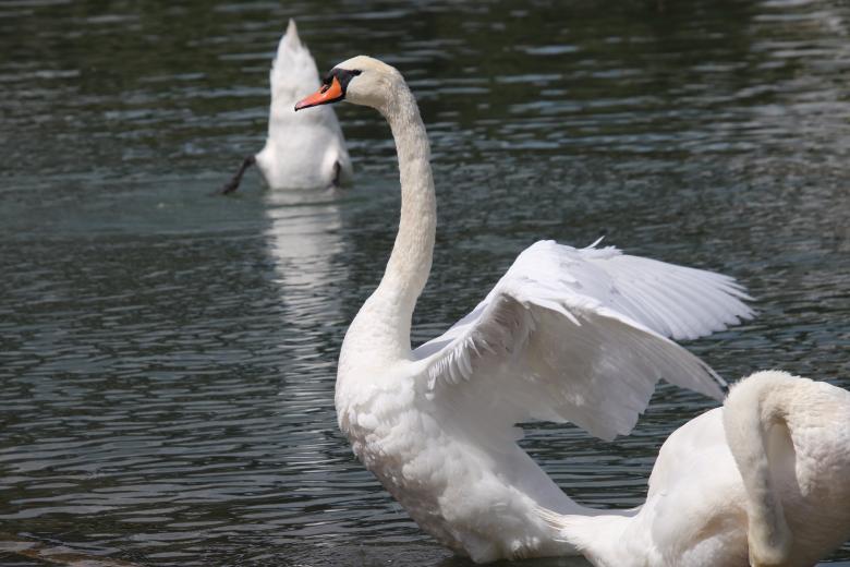 Free stock image of Swan stretching in the river created by GAIMARD Jacques