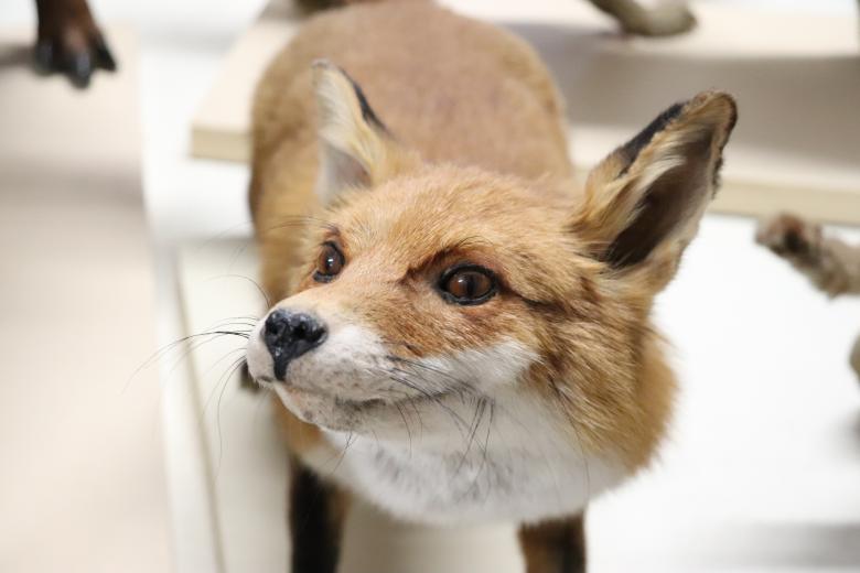Free stock image of Naturalized fox in a museum created by GAIMARD Jacques