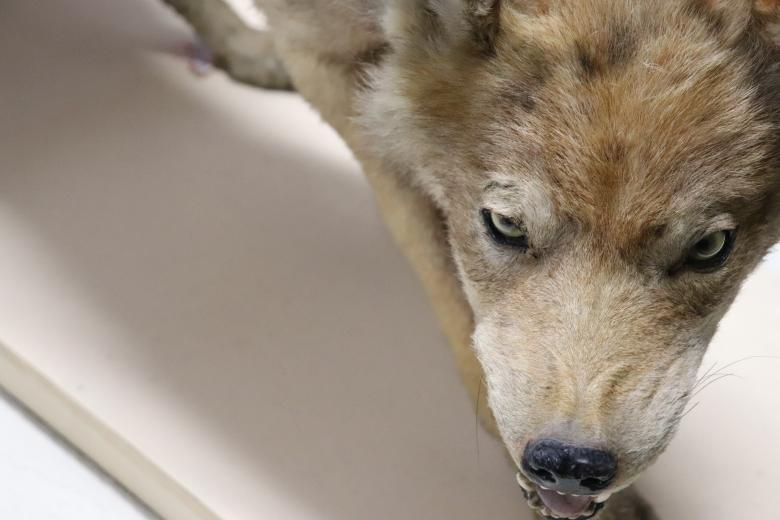 Free stock image of Naturalized wolf in a museum created by GAIMARD Jacques