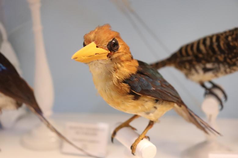 Free stock image of Naturalized exotic bird in a museum created by GAIMARD Jacques