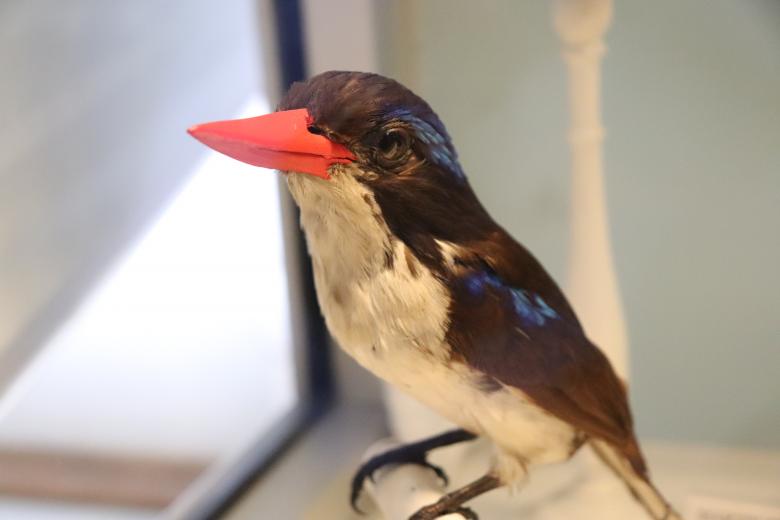 Free stock image of Naturalized exotic bird in a museum created by GAIMARD Jacques