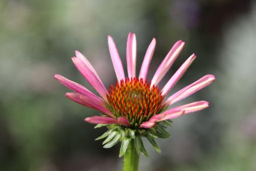 Free Stock Photo of Summer flower opening