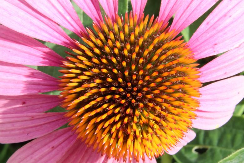 Free stock image of Weird pink and orange flower created by GAIMARD Jacques