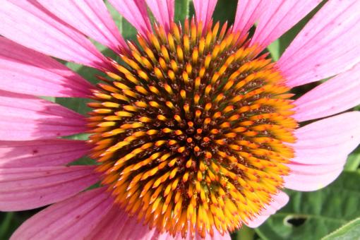 Free Stock Photo of Weird pink and orange flower