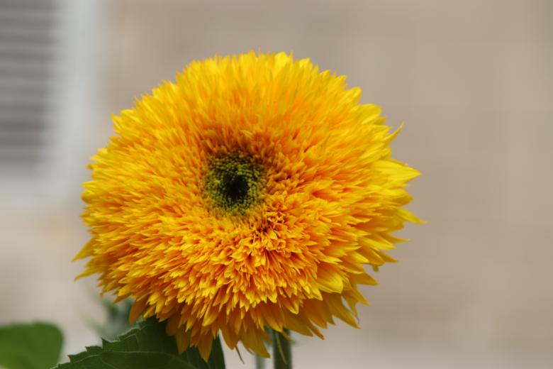 Free stock image of Beautiful double-flowers sunflower created by GAIMARD Jacques