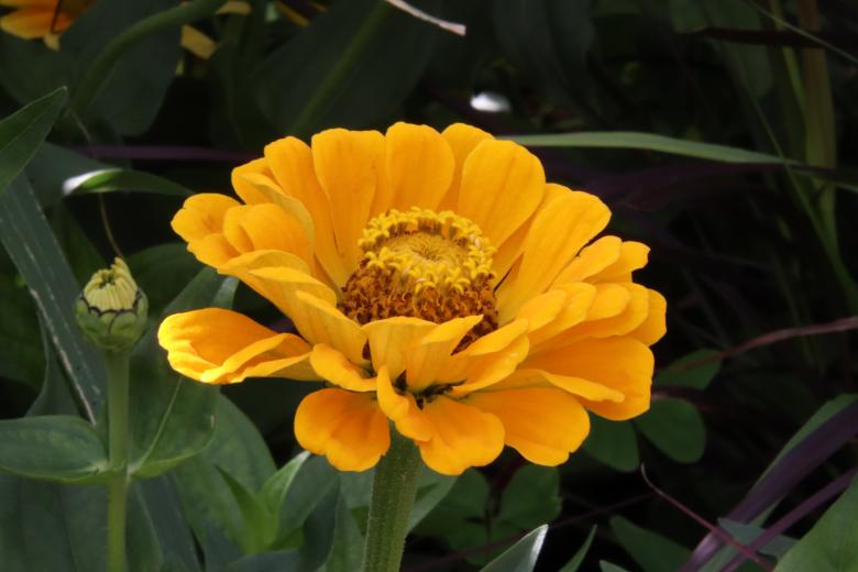 Free stock image of Beautiful and sophisticated flower created by GAIMARD Jacques