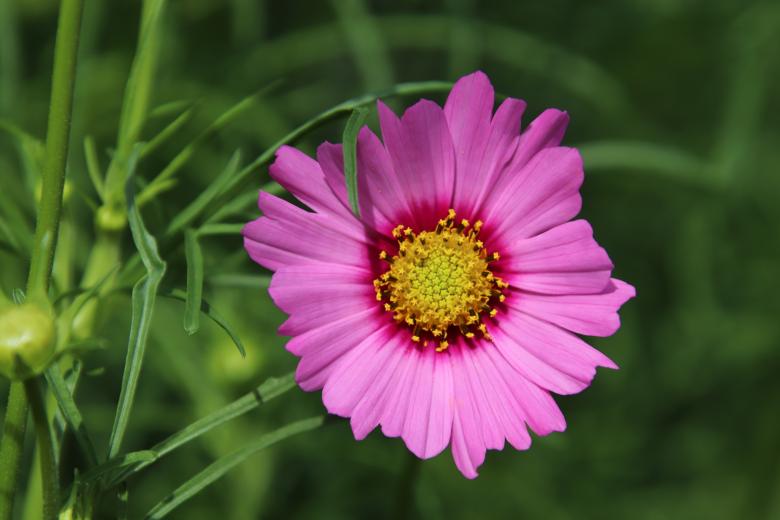 Free stock image of That's what I call a beautiful flower! created by GAIMARD Jacques