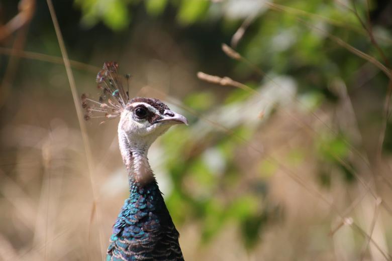 Free stock image of Female peacock in a garden created by GAIMARD Jacques